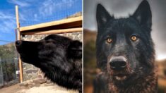 Perro lobo tras ser rescatado conmueve con su primer aullido ante nueva manada: Video