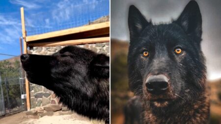 Perro lobo tras ser rescatado conmueve con su primer aullido ante nueva manada: Video
