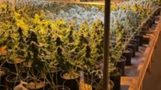 Detienen a 4 ciudadanos chinos por cultivo ilícito de marihuana de USD 22 Mills. en Georgia