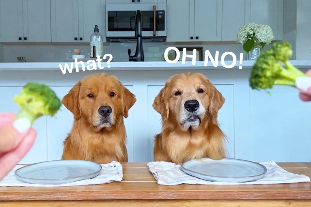 “Prueba de sabor”: Golden Retriever evalúa la comida con su hermano, hasta que le sirven brócoli