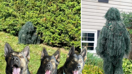 Arbusto cobra vida y la reacción de estos 3 perros es genial: VIDEO