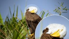 Fotógrafo capta papá águila calva descansando de la crianza, luce muy cansado