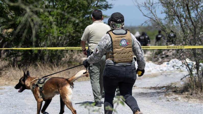 Integrantes de la fiscalía estatal acompañados de binomios caninos trabajan el 21 de marzo de 2024 en la zona donde se localizaron cinco restos humanos en el municipio de Pesquería (México). EFE/Miguel Sierra