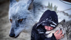 Lobo fugitivo salvado de la eutanasia hace manada con su héroe humano