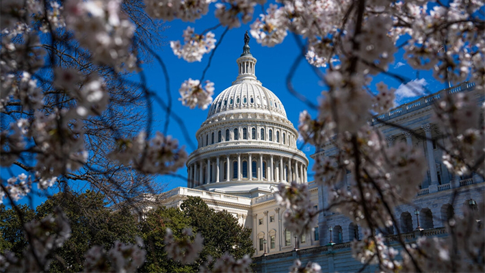 El edificio del Capitolio de EE. UU. durante la temporada de floración de los cerezos en Washington, el 20 de marzo de 2024. (Madalina Vasiliu/The Epoch Times)
