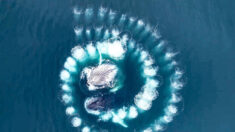 Ballenas jorobadas: El por qué del fascinante espiral de burbujas bajo el agua captadas por un dron