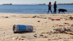 Desechos humanos y basura amenazan la vida silvestre en playa de California, prohíben acampar