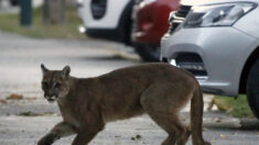 León de montaña mata a joven y hiere a otro en el norte de California