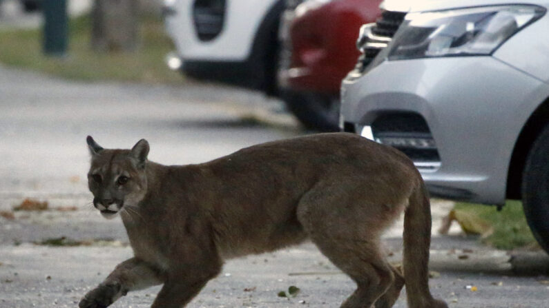Puma de aproximadamente un año de edad en las calles de Santiago, Chile el 24 de marzo de 2020. (Andres Pina/AFP via Getty Images)