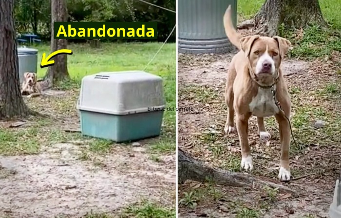 Perrita pitbull fue abandonada atada a un árbol, mira el video de esta conmovedora historia