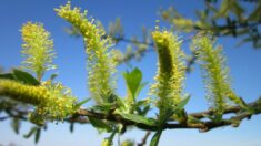 Gemoterapia: el «tónico curativo primaveral» de la naturaleza