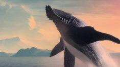 Las ballenas cantan: científicos descubren cómo componen sus misteriosas canciones