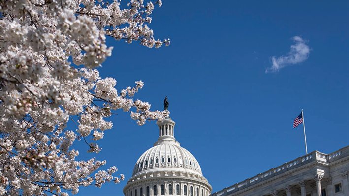 El edificio del Capitolio de EE.UU. durante la floración de los cerezos, en Washington, el 20 de marzo de 2024. (Madalina Vasiliu/The Epoch Times)