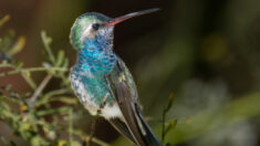 Fotógrafa de 80 años captura en segundos la belleza de un raro colibrí