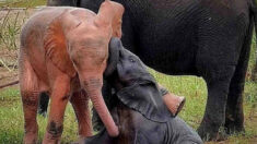 Sorpresa rosa en la sabana: captan a un bebé elefante albino jugueteando en un charco de agua
