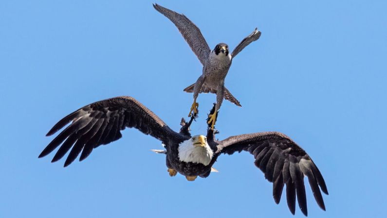 Choque de titanes: águila calva y halcón peregrino luchan en pleno vuelo