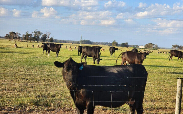 Se pueden ver vacas y ovejas pastando en un prado cerca de Albany, Australia Occidental, el 24 de noviembre de 2023. (Susan Mortimer/The Epoch Times)
