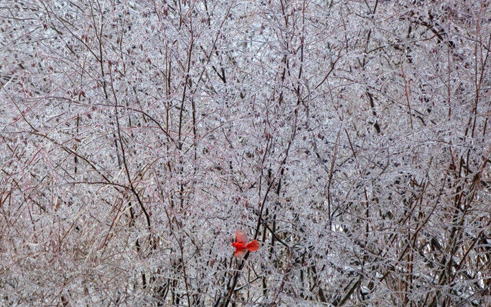 Un pequeño cardenal vuela entre árboles cubiertos de hielo en el embalse del río Stroudwater, en Portland, Maine, el 24 de marzo de 2024. (Brianna Soukup/Portland Press Herald vía AP)