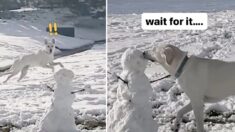 Mira la reacción de esta hermosa perrita cuando ve un muñeco de nieve por primera vez: Video