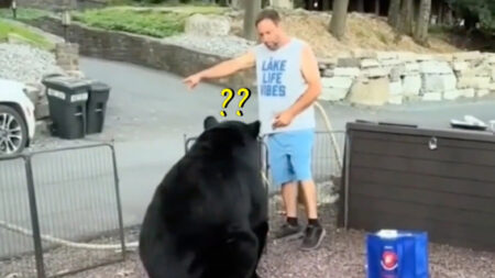 Hombre se enfrenta a un oso salvaje y le ordena que abandone la barbacoa, mira cómo terminó