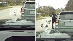 «¡Me ataca una gallina!»: Ayudante del sheriff lucha con pavo enfadado en una parada de tráfico viral