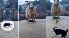 Border collie intenta arrear la estatua gigante de una oveja y la “agrupa” con éxito: VIDEO