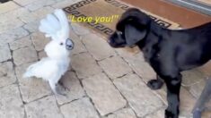 Cacatúa enamorada declara su amor a un cachorro labrador: «te quiero»