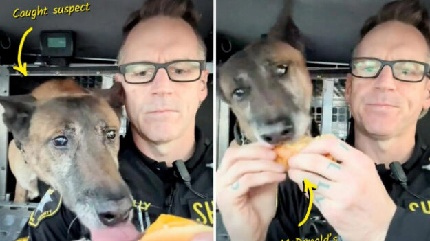 Policía y su K9 comen juntitos burgers, papas y burritos en emotivo video de almuerzo compartido