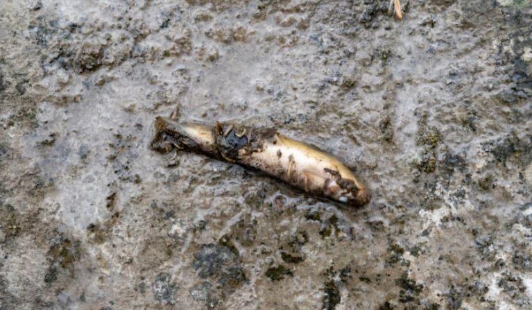 Un pez muerto tras el descarrilamiento de un tren en East Palestine, Ohio, el 20 de febrero de 2023. (Michael Swensen/Getty Images)