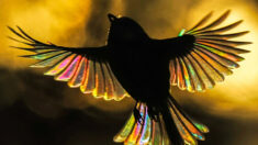 El pájaro que se transforma en arco iris, un espectáculo único en el mundo