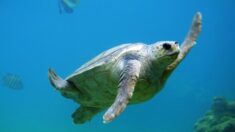 9 personas muertas y otras 78 hospitalizadas tras comer carne de tortuga marina