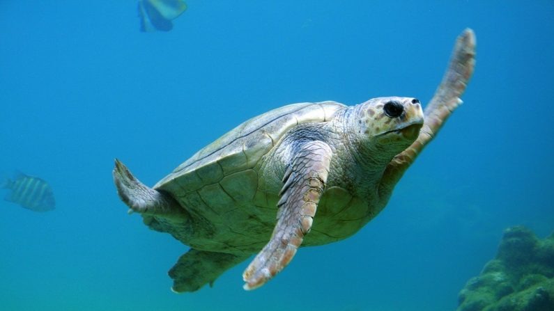 Imagen ilustrativa de una tortuga marina. (Pixabay)