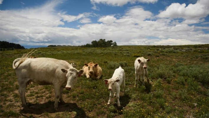 Vacas y sus terneros en una foto de archivo. (Patrick T. Fallon/AFP vía Getty Images)
