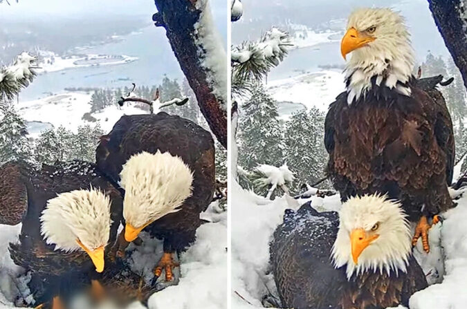 (Cortesía de Big Bear Valley y Big Bear Eagle Nest Cam)

