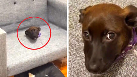 Sofá se come a cachorrita recién adoptada, cuando su dueño la encuentra la escena se vuelve viral