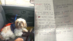 Taxista adopta perrito abandonado en el asiento trasero del auto: «venía un manual de instrucciones»