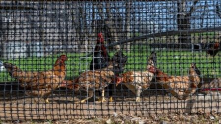 Productor de huevos deberá sacrificar casi 2 millones de aves tras detectar gripe aviar