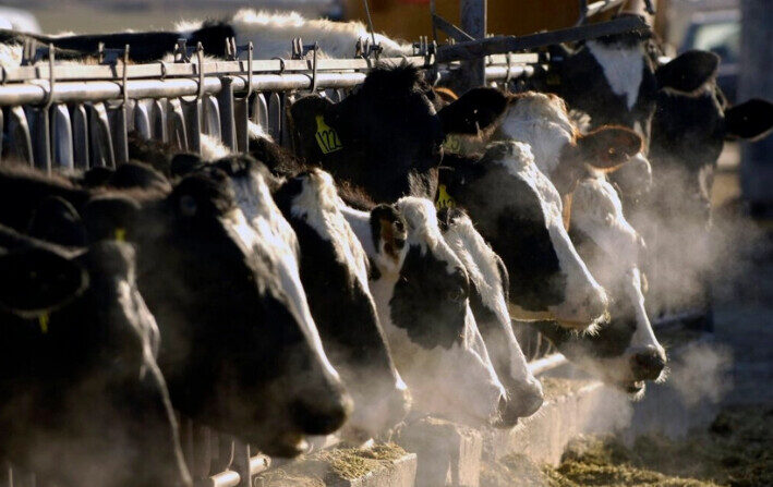 Una fila de vacas lecheras Holstein se alimentan a través de una valla en una granja lechera de Idaho el 11 de marzo de 2009. (Charlie Litchfield/Foto AP)