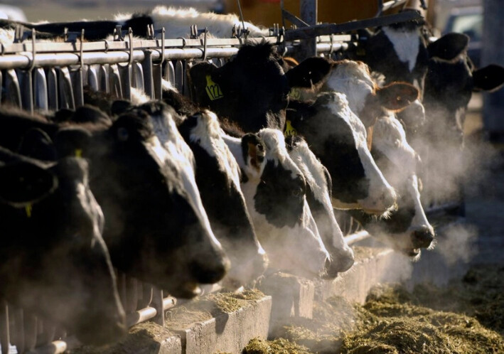 Gripe aviar se extiende a más animales de granja: ¿Son seguros la leche y los huevos?