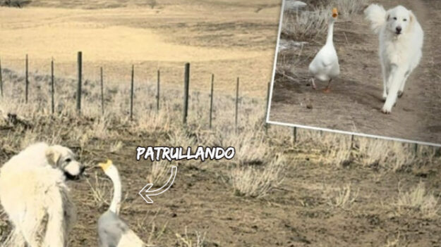 Adorable ganso y su mejor amigo labrador patrullan una granja para mantenerla a salvo