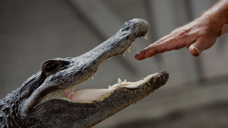 om Batchelor introduce su mano en la boca de un caimán durante un espectáculo de vida silvestre en el Gator Park en los Everglades de Florida el 17 de mayo de 2006 en el condado de Miami-Dade. (Joe Raedle/Getty Images)