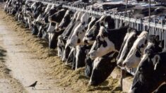 Detectan gripe aviar en un séptimo estado de EE. UU. por lo que aumentan restricciones al ganado