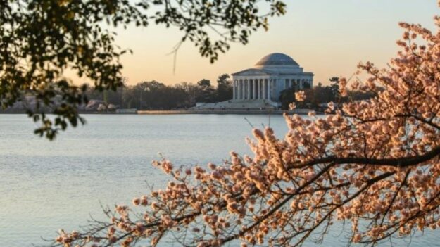 Japón regala a EE.UU. 250 nuevos cerezos como «símbolo de amistad» y una alianza reforzada