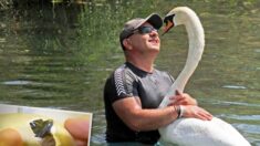 Hombre cría a un cisne y promete cuidarlo hasta los 30 años: Mira en video su bella amistad