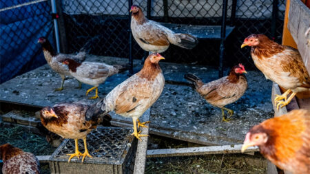La gripe aviar en humanos tiene una mutación, pero el riesgo es bajo, dicen CDC