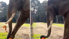 Elefante se niega a renunciar a su golosina: su capacidad para resolver problemas sorprende a todos