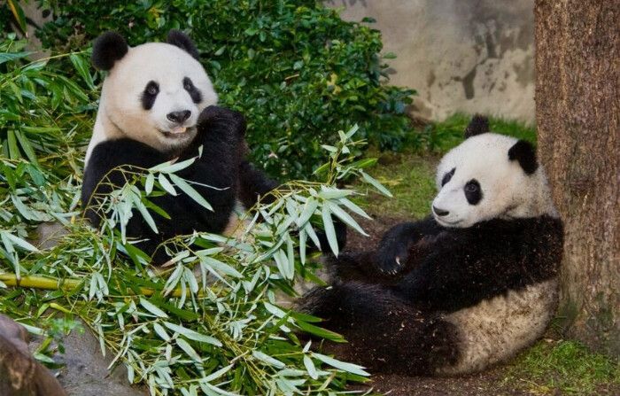 Pandas en el zoo de San Diego. (Cortesía de San Diego Zoo Wildlife Alliance)