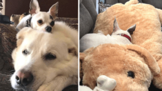 Chihuahua con el corazón roto busca consuelo en un peluche tras perder a su compañero
