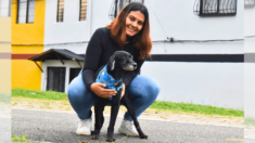 Adoptan a perrito que esperó 12 años en un refugio: «Quería que el resto de su vida tuviera amor»
