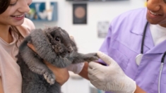 Científico descubre que la bondad favorece la salud del corazón tras dar amor a conejos de prueba
